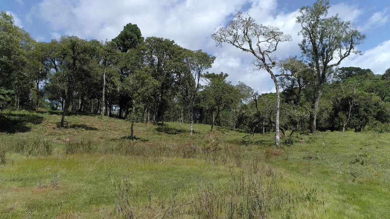 Sítio de 20 ha em Urubici, SC