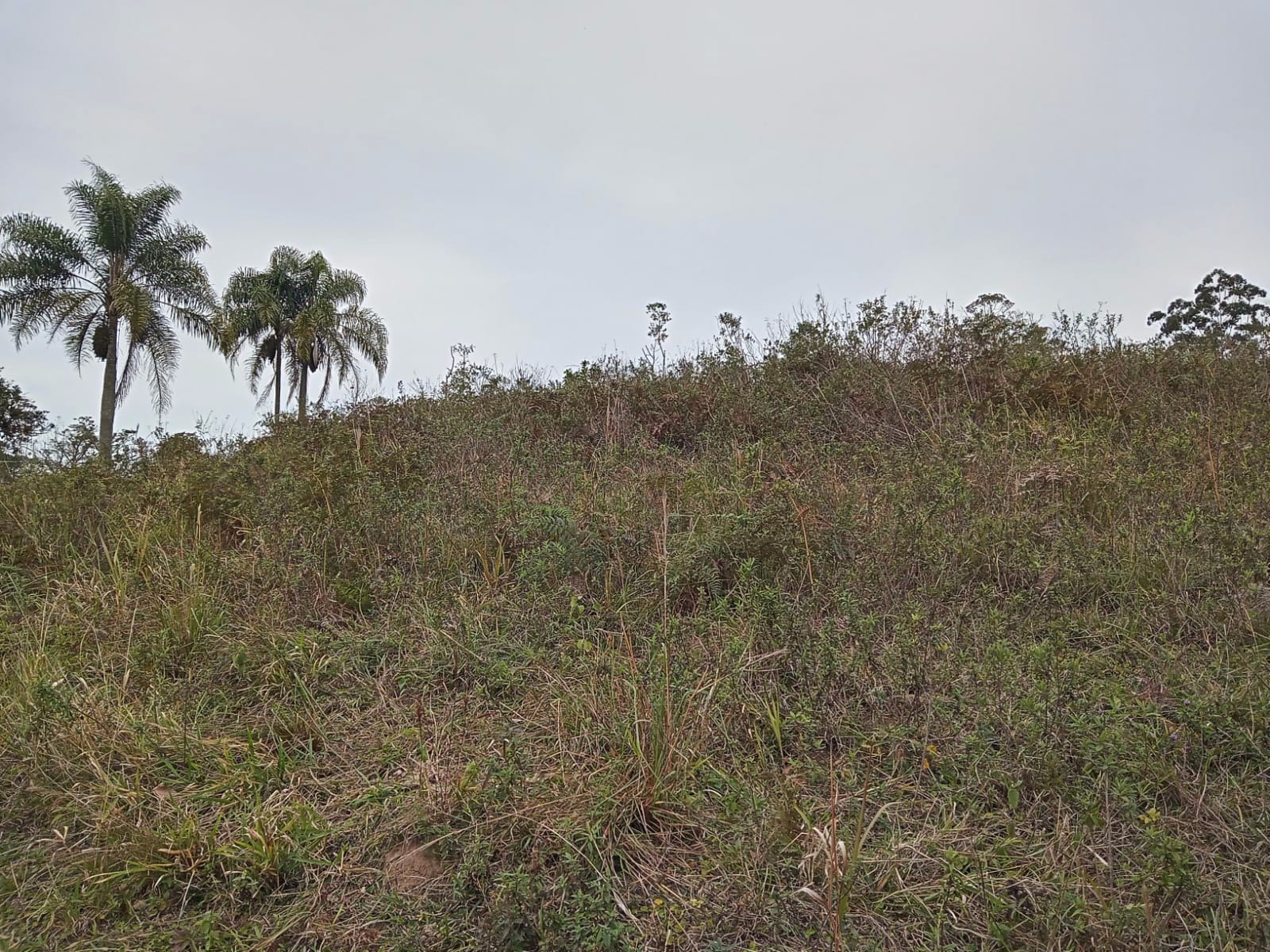 Sítio de 4 ha em Paraibuna, SP