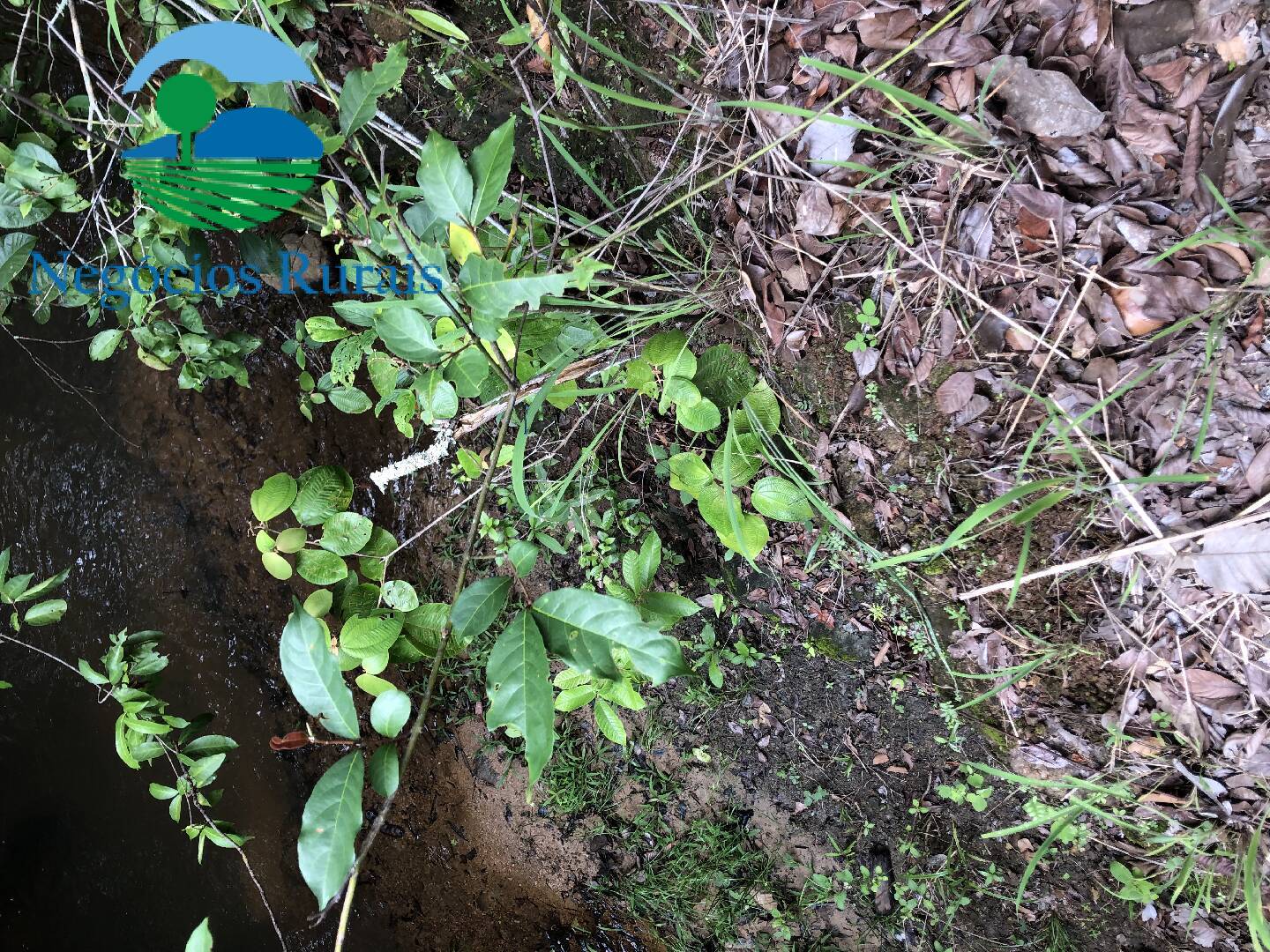 Fazenda de 30 ha em Uruaçu, GO