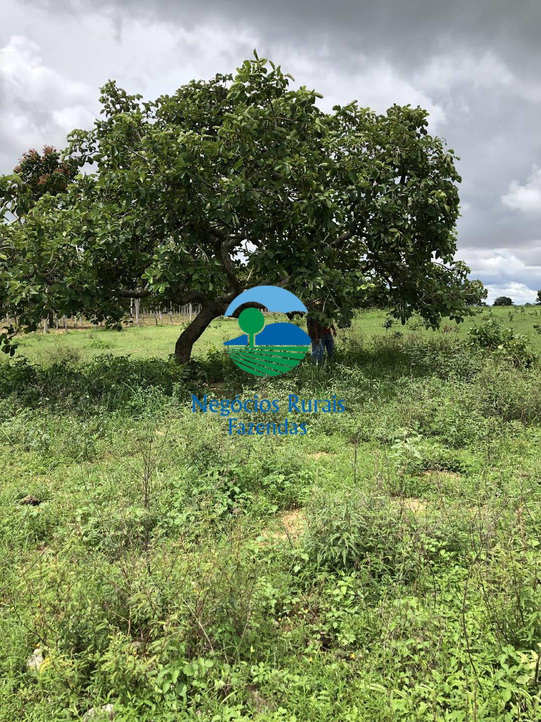 Fazenda de 30 ha em Uruaçu, GO