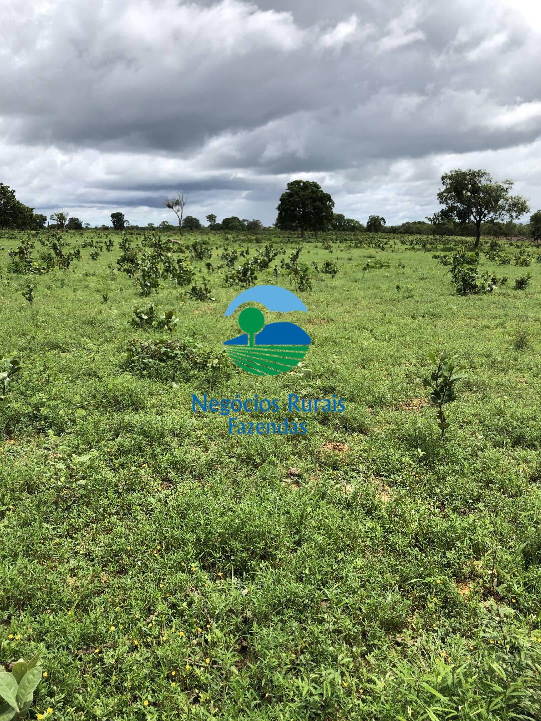 Fazenda de 30 ha em Uruaçu, GO