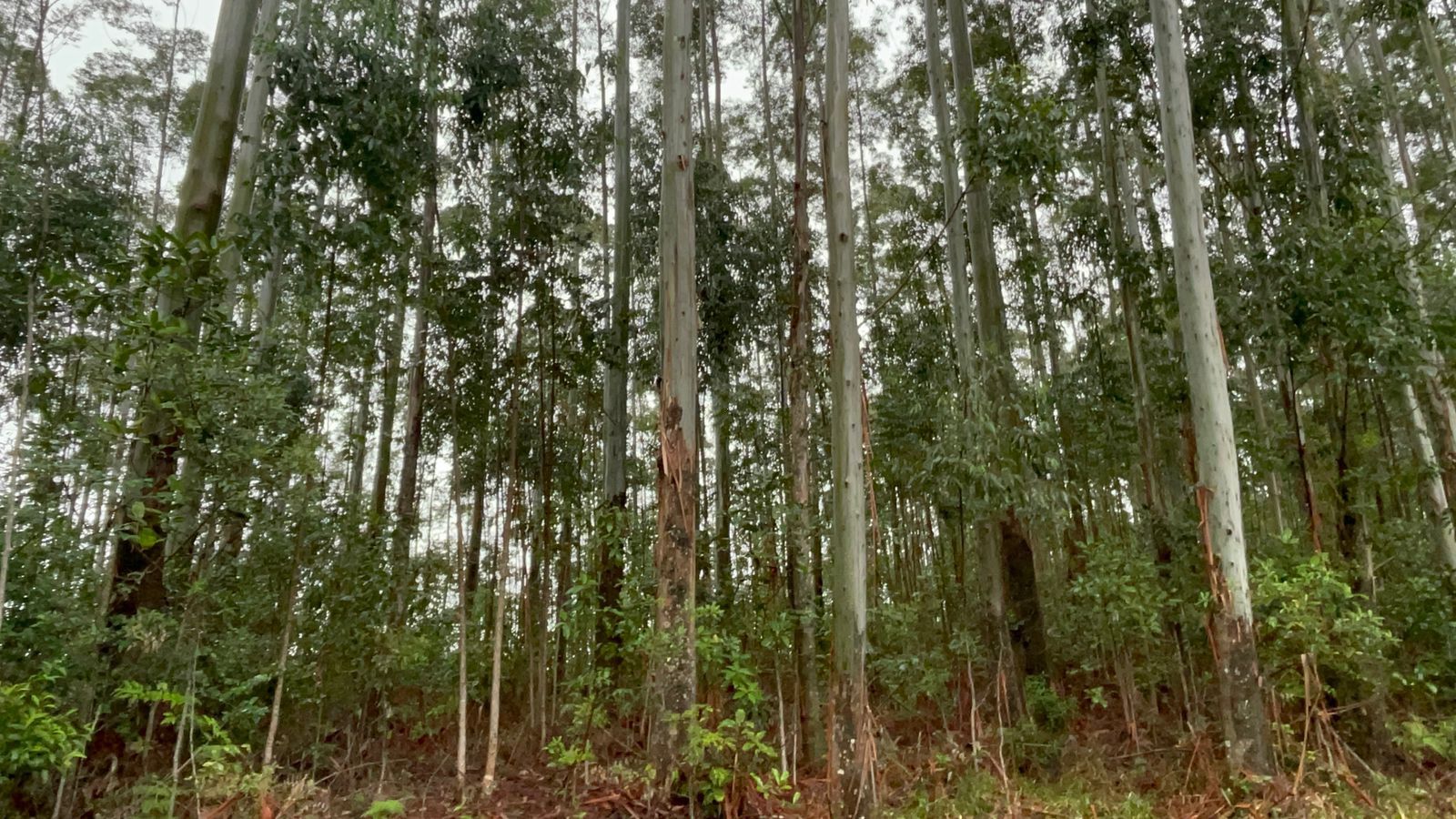 Chácara de 12 ha em Glorinha, RS