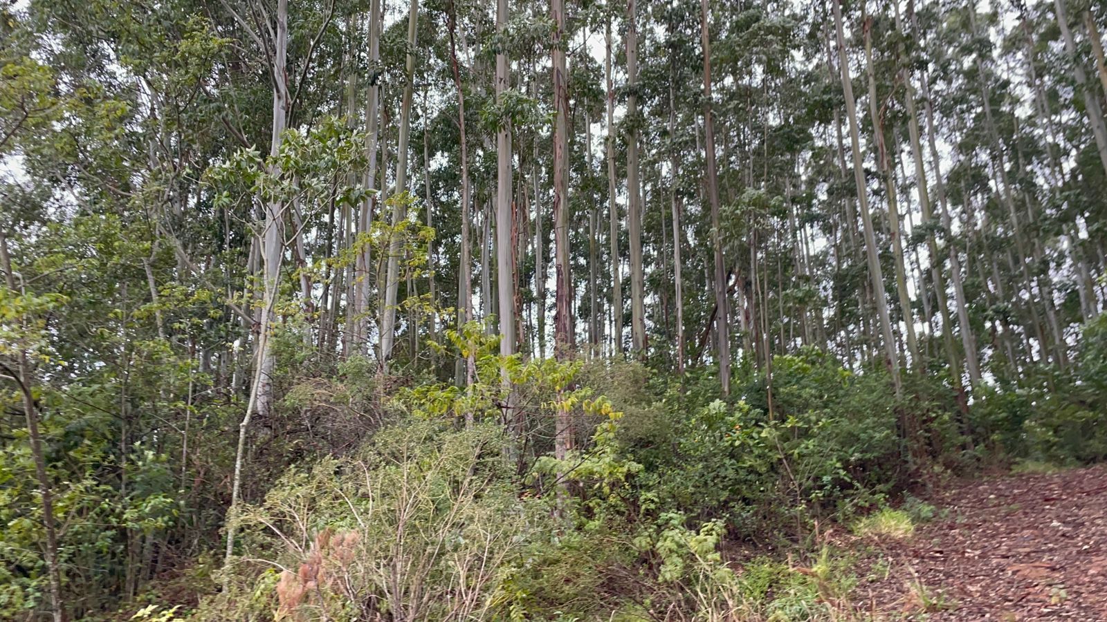 Chácara de 12 ha em Glorinha, RS