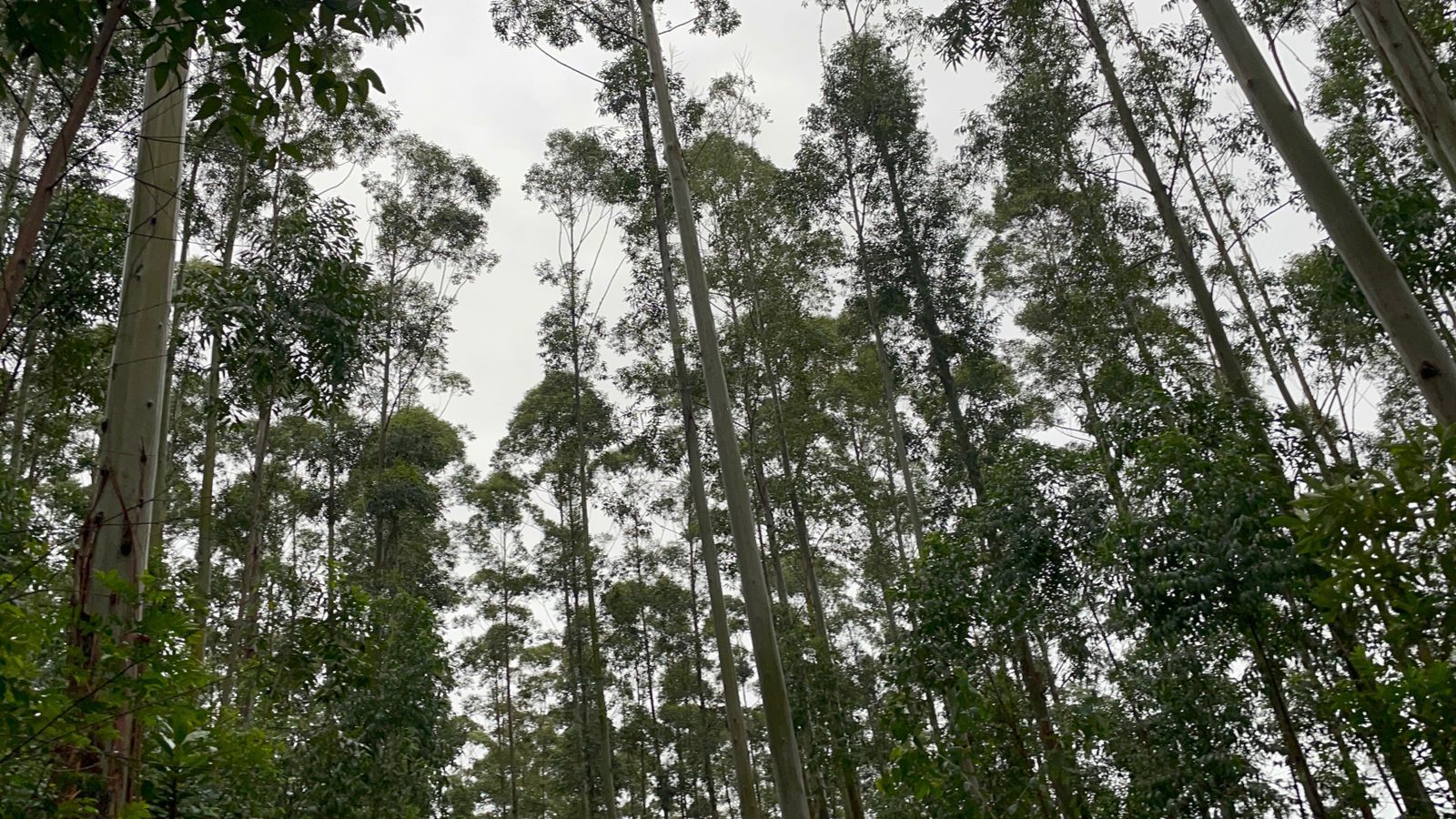 Chácara de 12 ha em Glorinha, RS