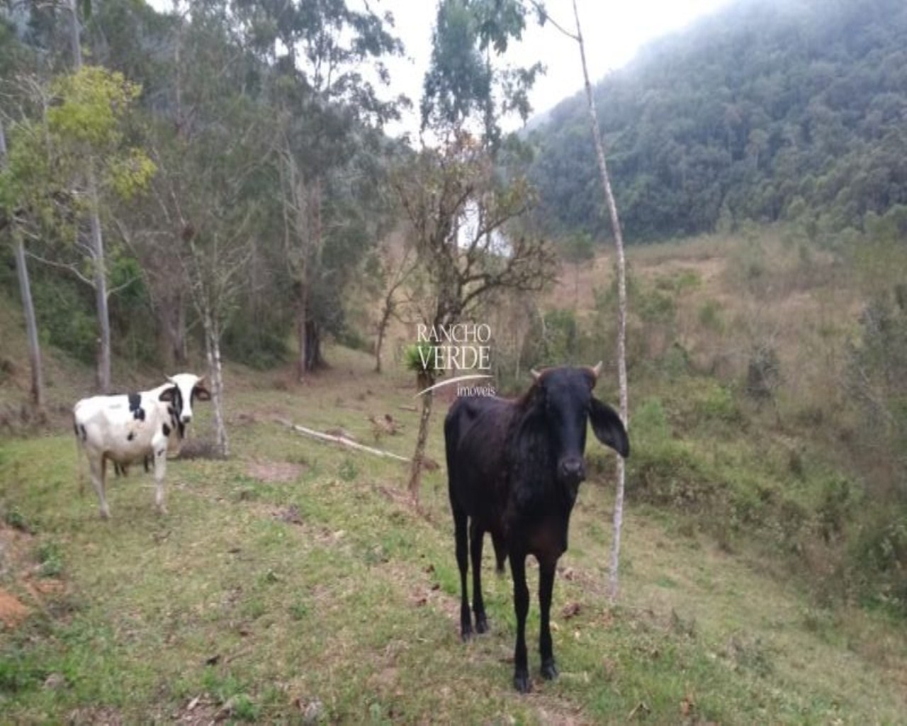 Sítio de 77 ha em Paraibuna, SP